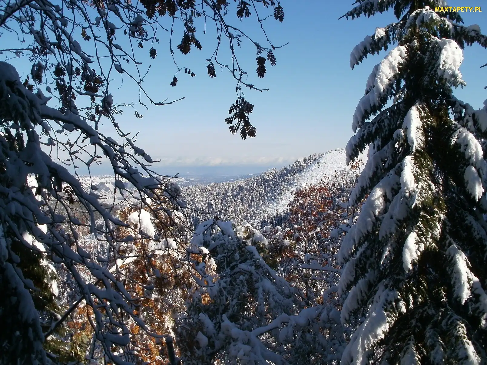 Góry, Śnieg, Drzewa