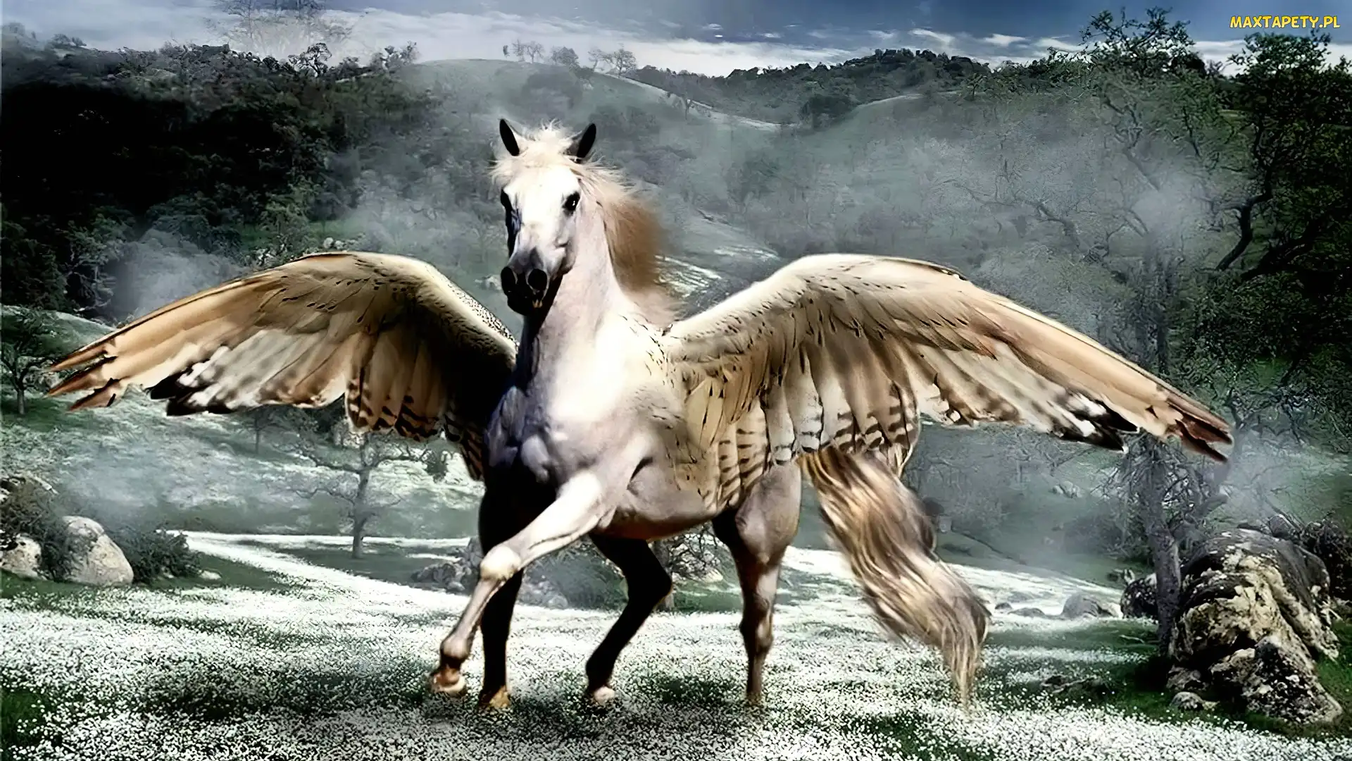 Pegaz, Fantasy, Skrzydła