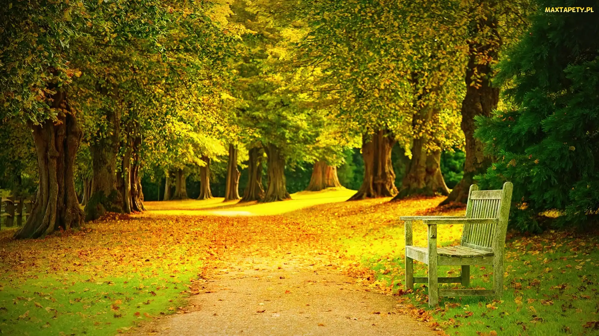 Park, Drzewa, Jesień, Ławka