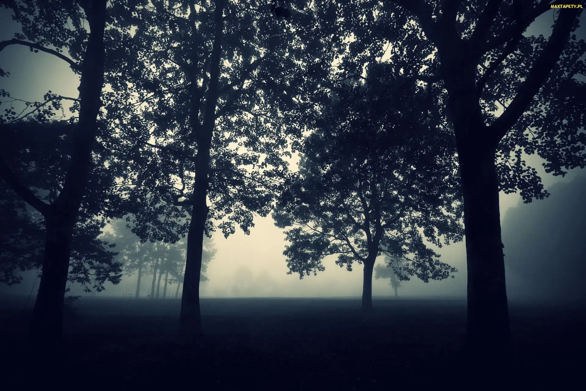 Mgła, Drzewa