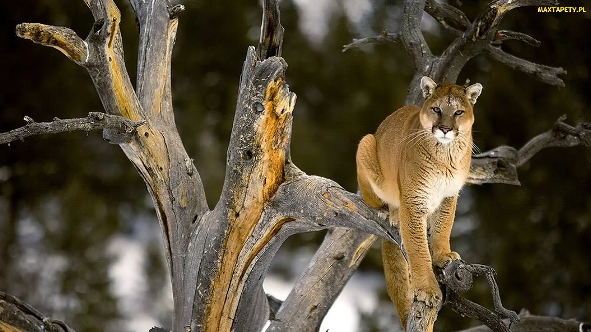 Kot, Drzewo, Puma
