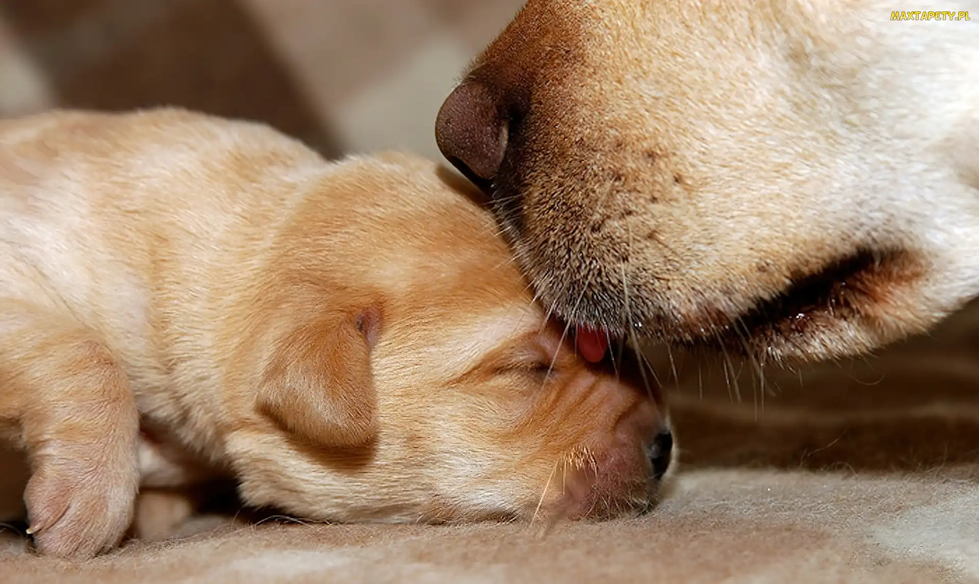 Psy, Golden Retriever, Szczeniak, Matka, Dwa