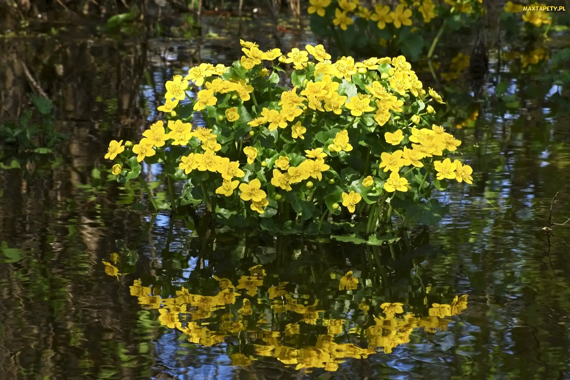 Odbicie, Woda, Kaczeńce