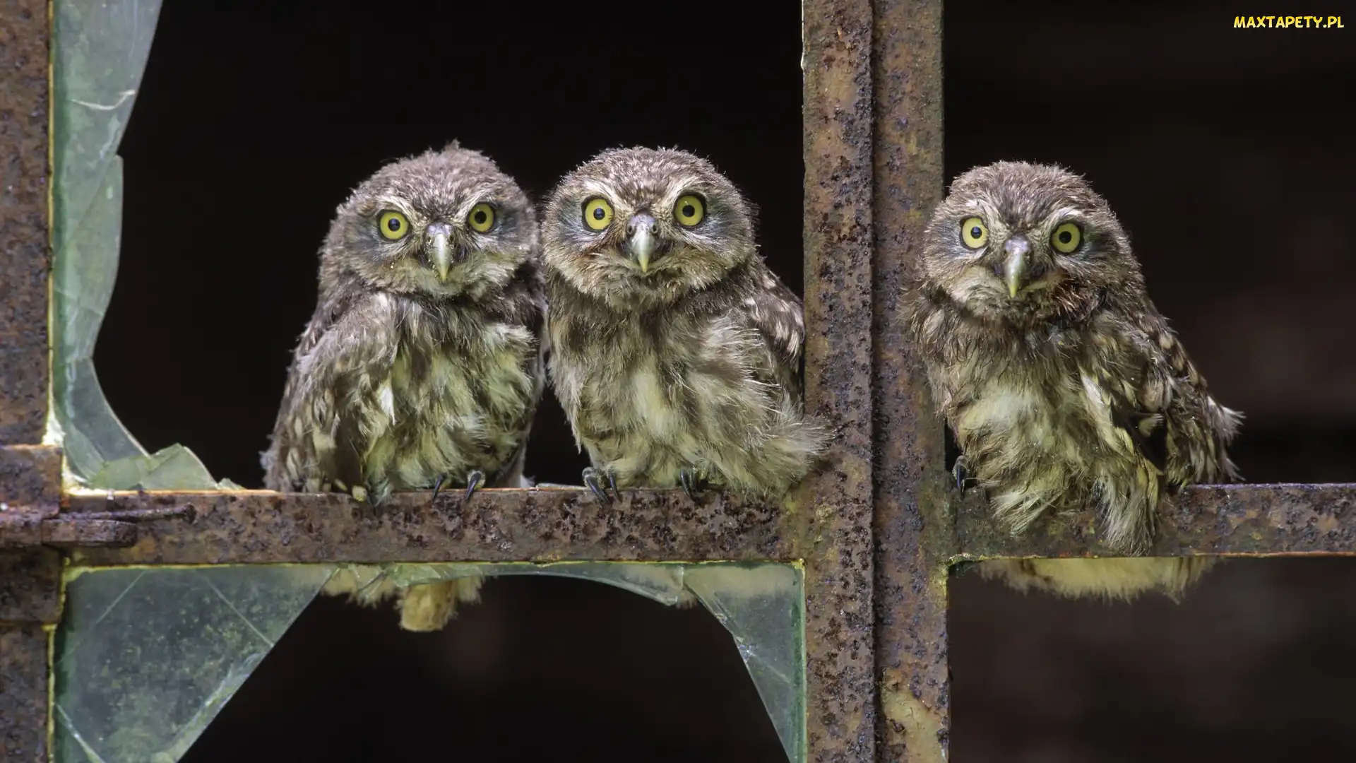 Wybite, Okno, Sowy