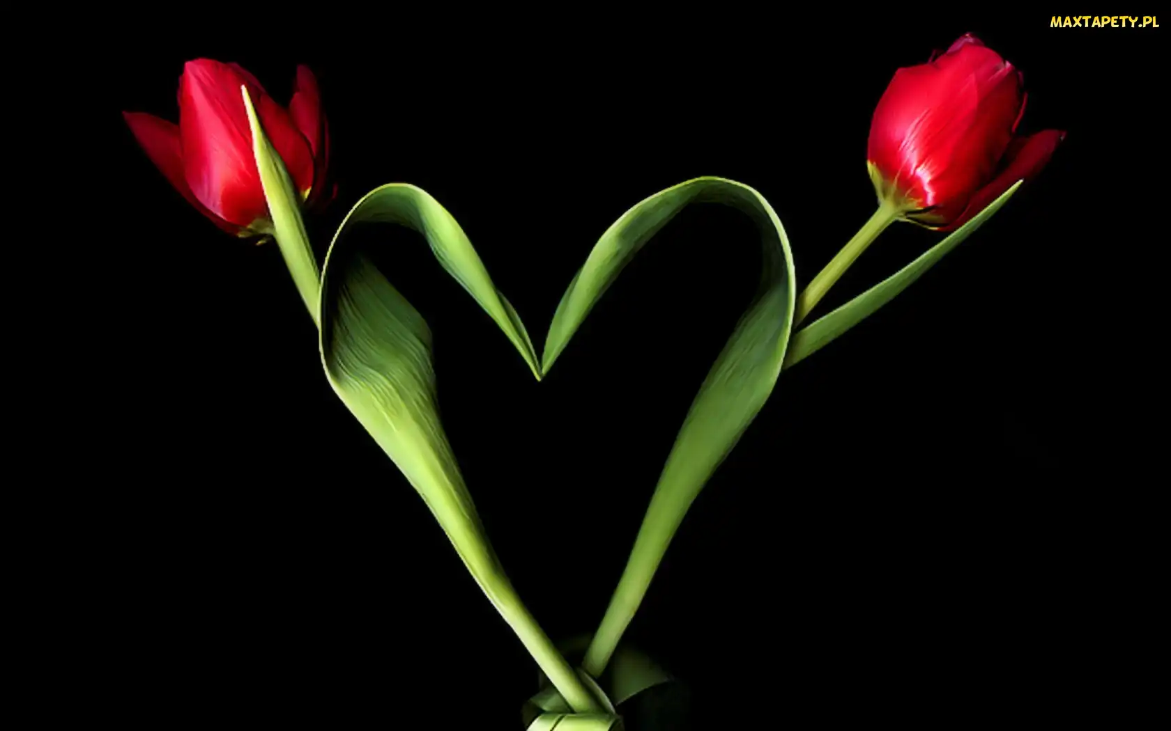 Dwa, Serce, Tulipany