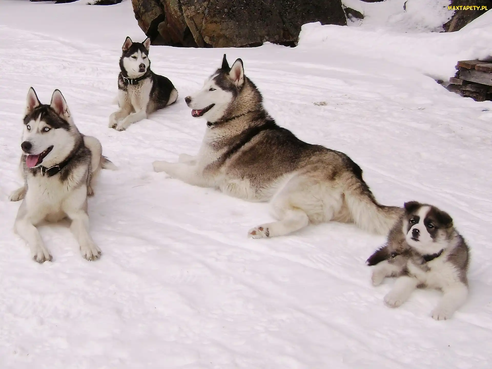 Rodzina, Siberian Husky, Psy