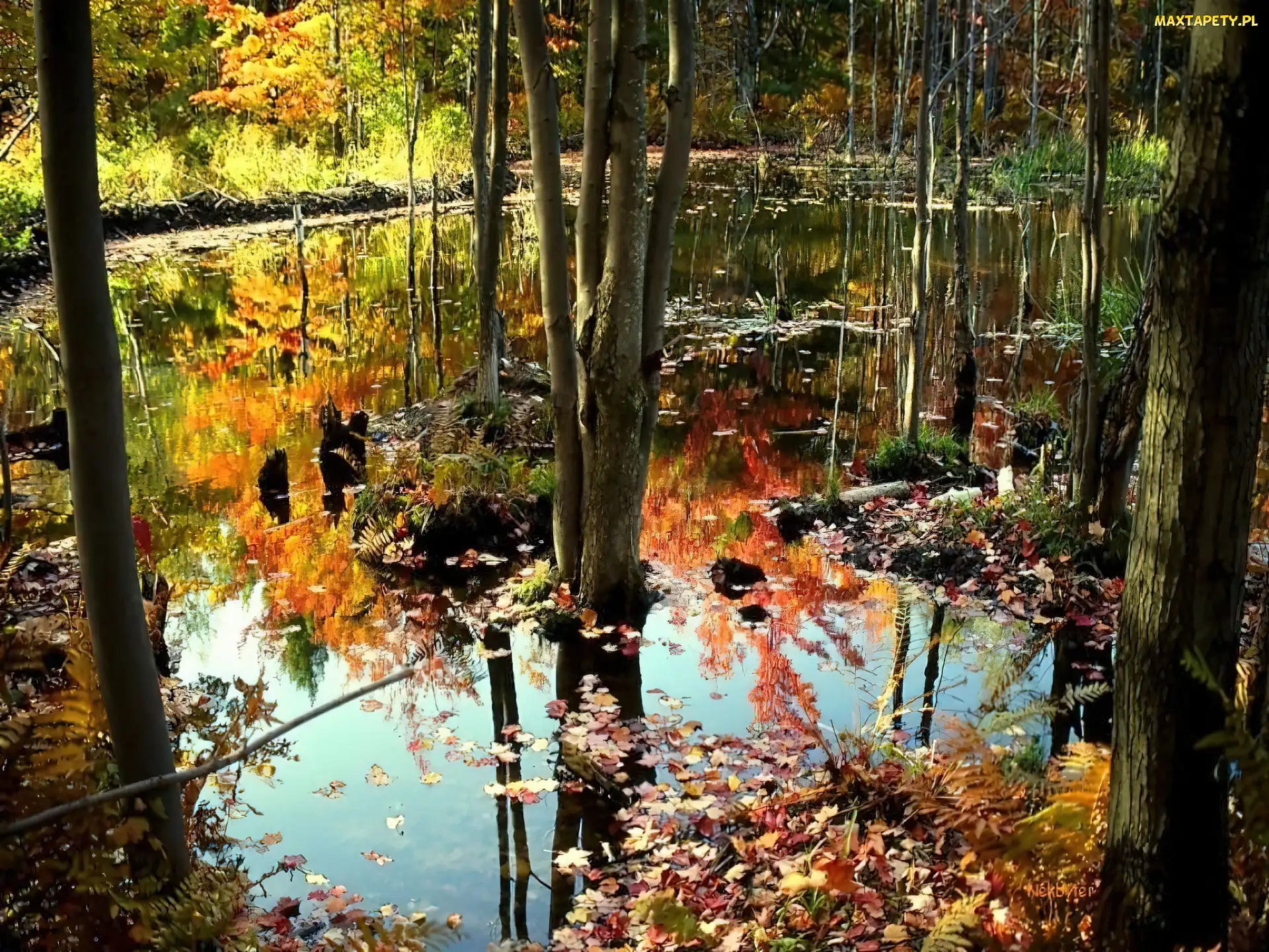 Las, Bagno, Jesień, Drzewa