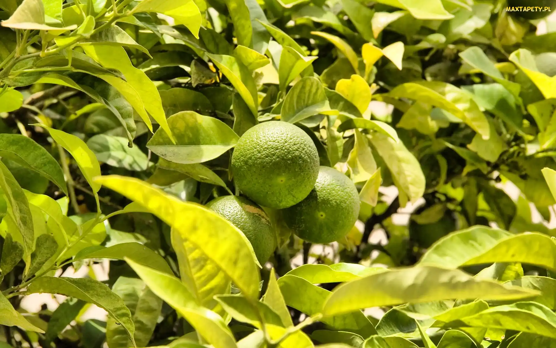 Na, Drzewie, Limonki
