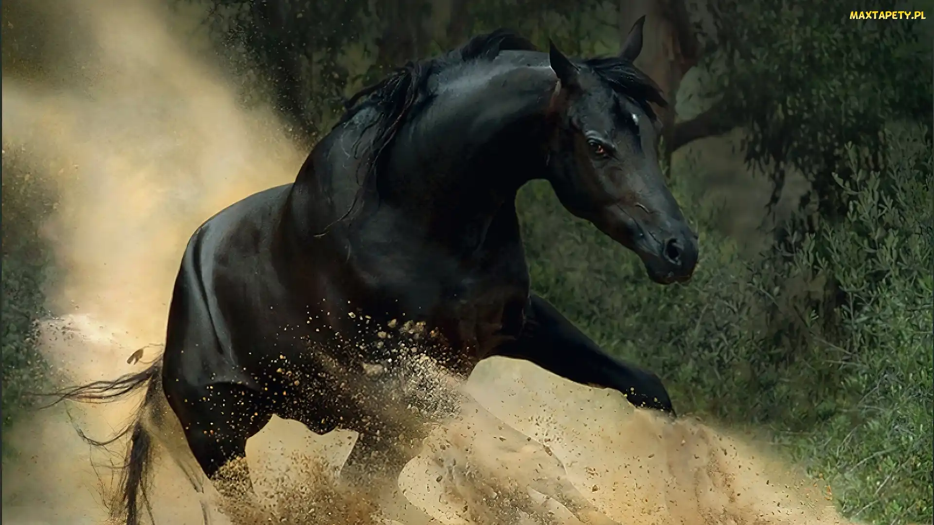 Galop, Piach, Koń