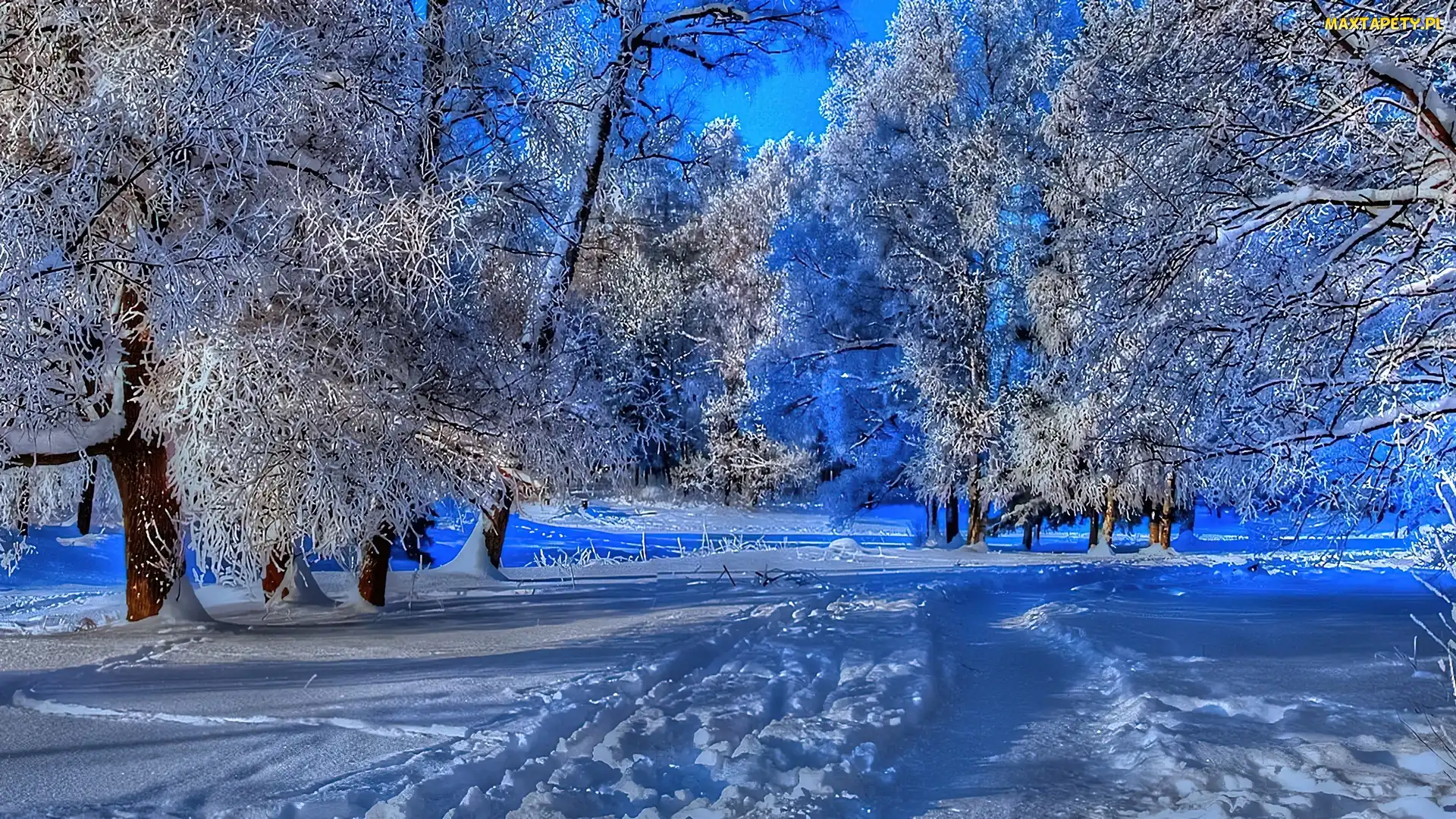 Zima, Śnieg, Drzewa
