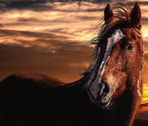 Zachód słońca, Gniady koń