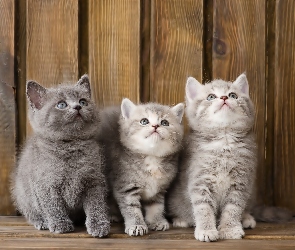 Trzy, Kotki, Małe
