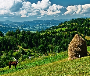 Góry, Lasy, Siana, Koń, Stóg, Łąka