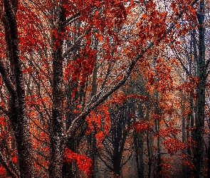 Las, Jesień, Kolorowe liście