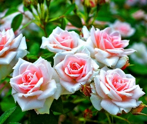 Krzew, Róż, Różowych, Biało