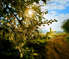 Wiosna, Droga, Promienie Słońca, Kwitnące Drzewo