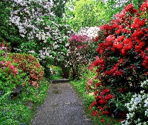 Rododendrony, Aleja, Wiosna, Park