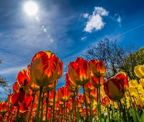 Wiosna, Słońce, Tulipany, Niebo
