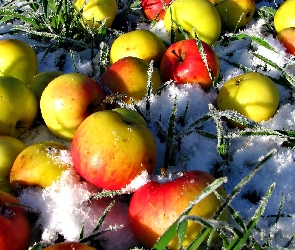 Śnieg, Trawa, Jabłka