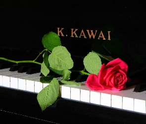 Róża, Pianino, Czerwona