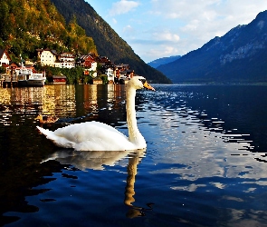 Jezioro, Austria, Hallstatt, Łabędź, Góry