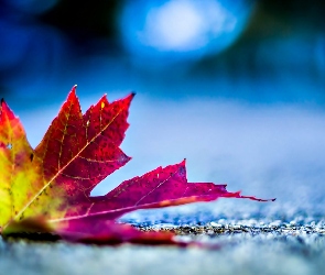 Jesienny, Liść, Kolorowy