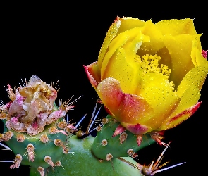 Kwitnący, Krople, Kaktus