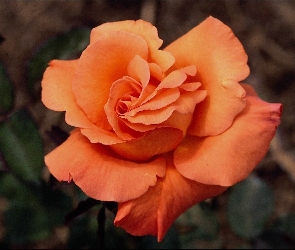 Róża, Kwiat, Herbaciana