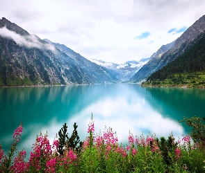 Jezioro, Kwiaty, Góry