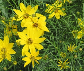 Kwiaty, Nachyłek okółkowy, Żółte