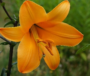 Pomarańczowa, Lilia, Kwitnąca