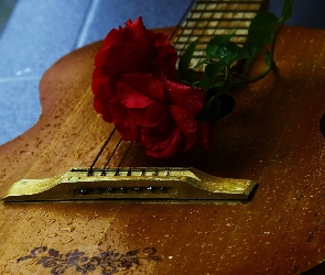Gitara, Róża, Ornament, Akustyczna