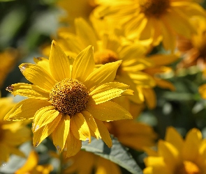 Żółty, Kwiat, Rudbekia