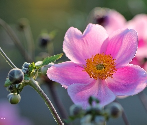 Różowy, Kwiat, Zawilec Japoński