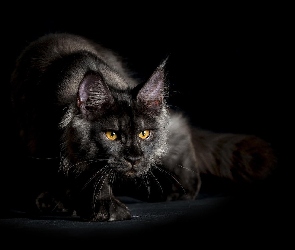 Kot, Oczy, Czarny
