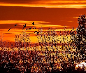 Zachód Słońca, Ptaki, Drzewa