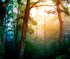 Poranek, Światło, Drzewa, Las, Mgła, Przebijające