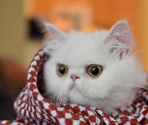 Biały, Kocyk, Kot perski, Słodki