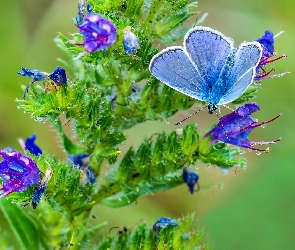 Błękitny, Roślina, Kwitnąca, Motyl