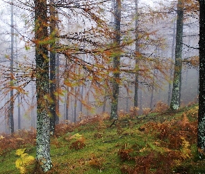Las, Mgła, Paprocie, Drzewa, Jesień