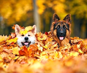 Jesień, Liście, Psy, Dwa