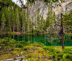 Drzewa, Rzeka, Góry, Las