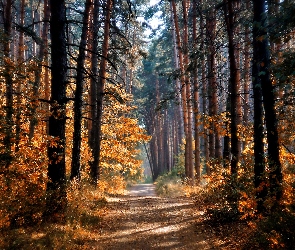 Las, Droga, Jesień, Przebijające, Światło, Drzewa