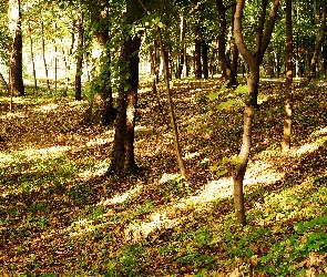 Park, Drzewa