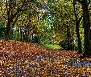 Park, Jesień, Drzewa, Liście, Alejki