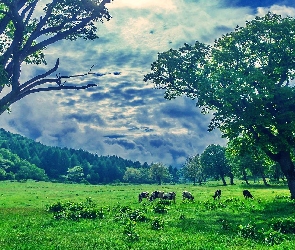 Łąka, Krowy, Drzewa, Chmury, Pastwisko
