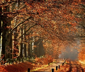Droga, Jesień, Mgła, Drzewa, Park