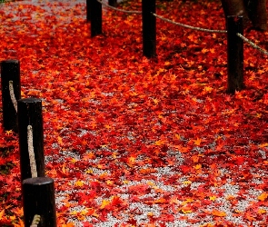 Jesień, Czerwone, Liście, Droga