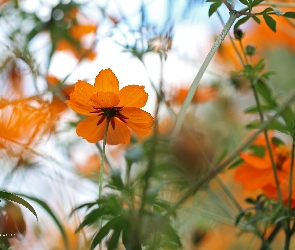 Kwiaty, Pomarańczowe
