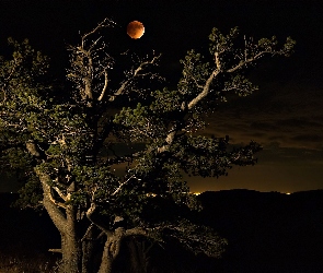 Noc, Księżyc, Drzewo